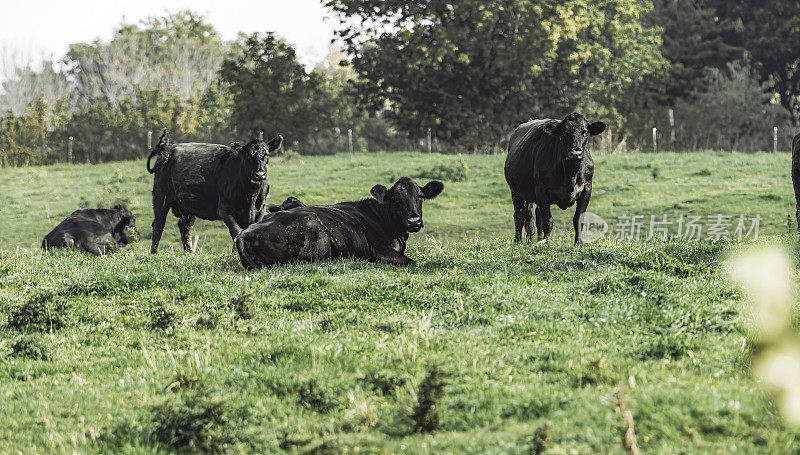 Les vaches au champs